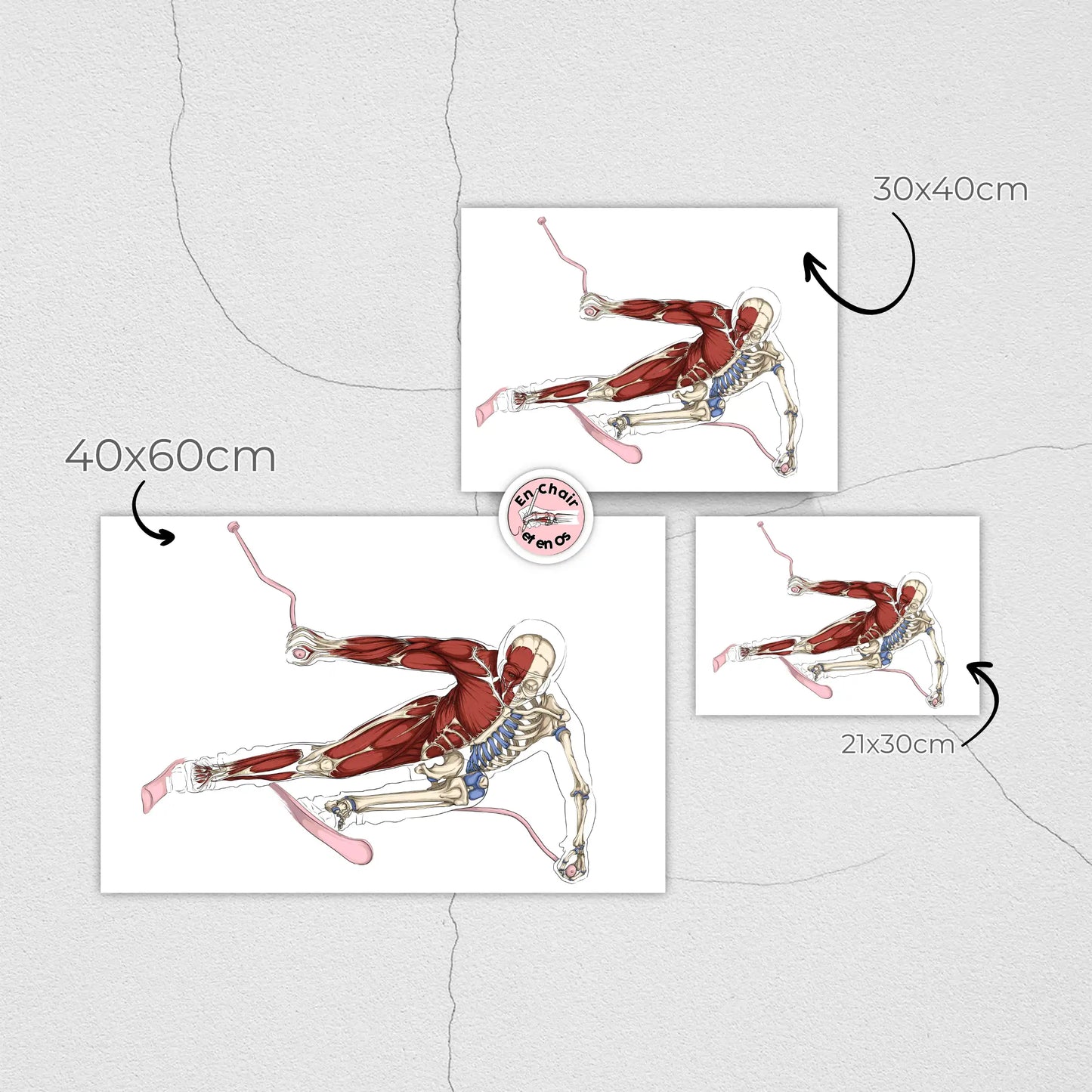 Planches anatomiques du ski