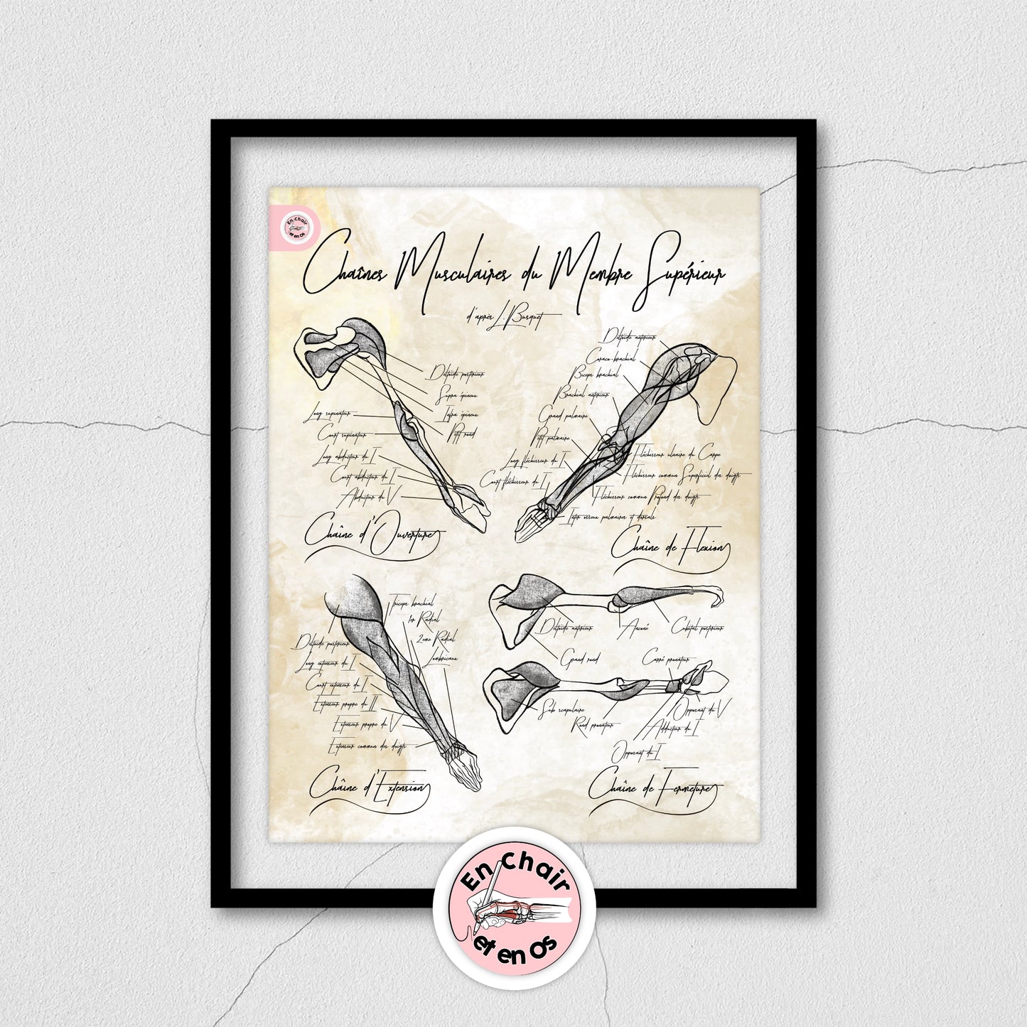Planches anatomiques chaine musculaire membres supérieur - busquet En Chair et en Os décoration pour cabinet médical