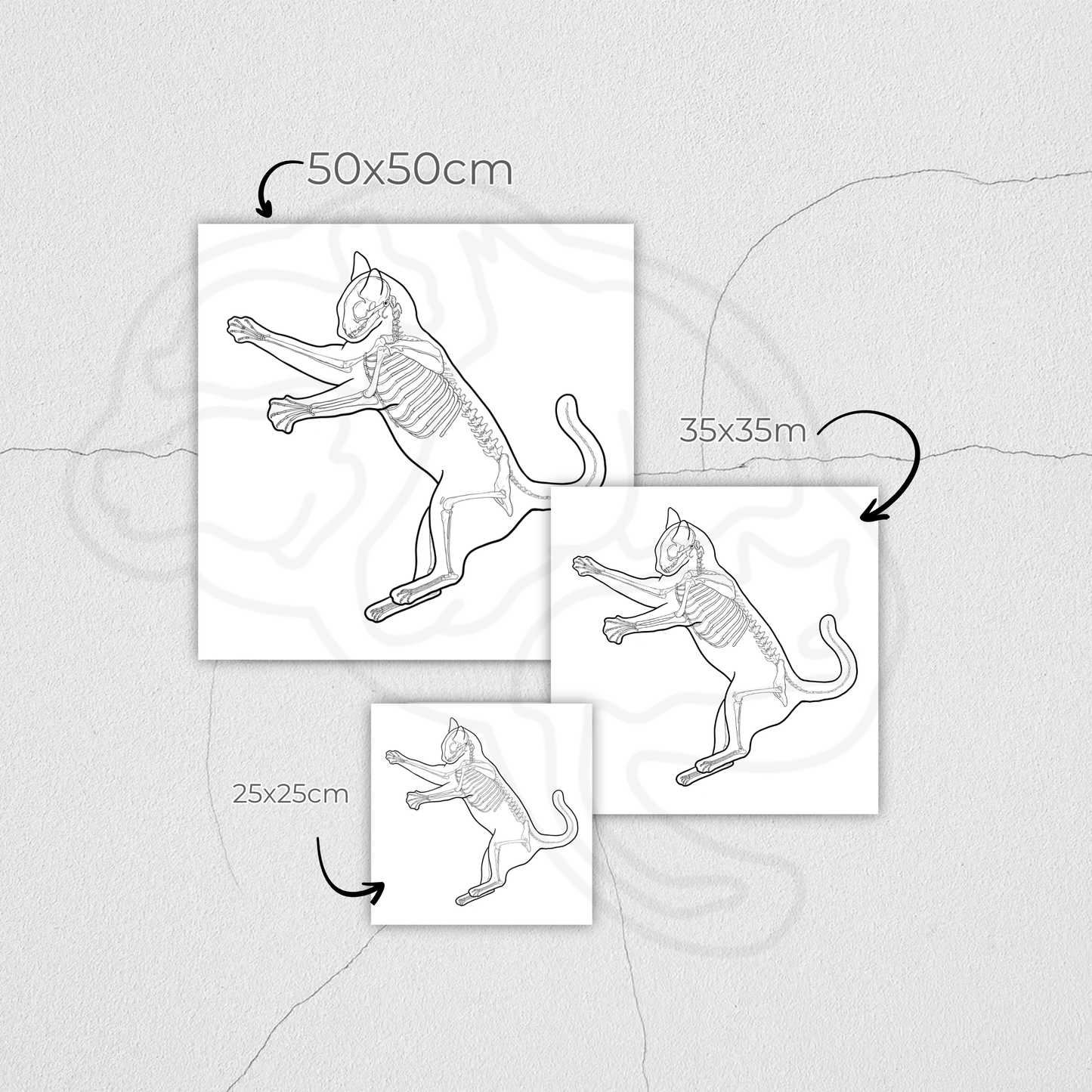 Planche anatomique du chat En Chair et en Os décoration pour cabinet médical