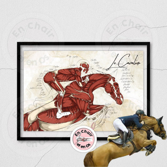 Anatomie du cheval : Comment créer un poster anatomique du cavalier - En Chair et en Os