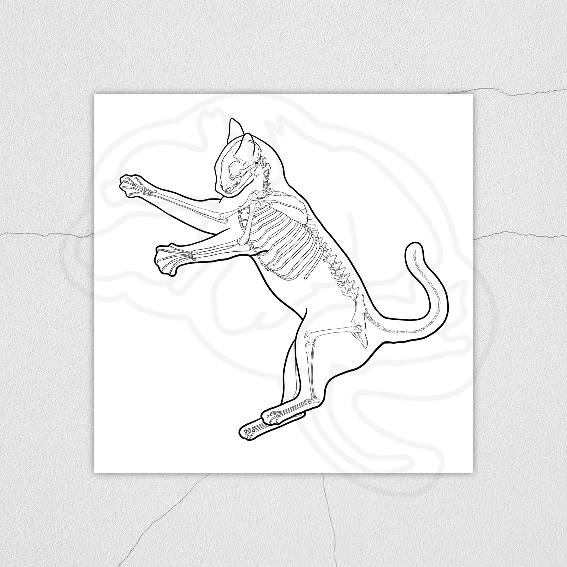 Planche anatomique du chat En Chair et en Os décoration pour cabinet médical