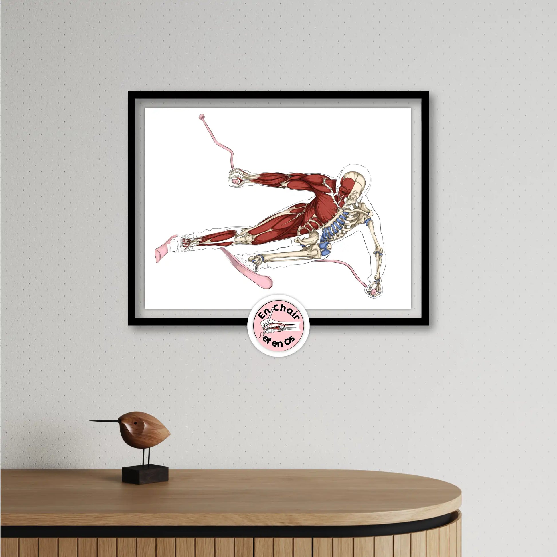 Planche anatomique du ski