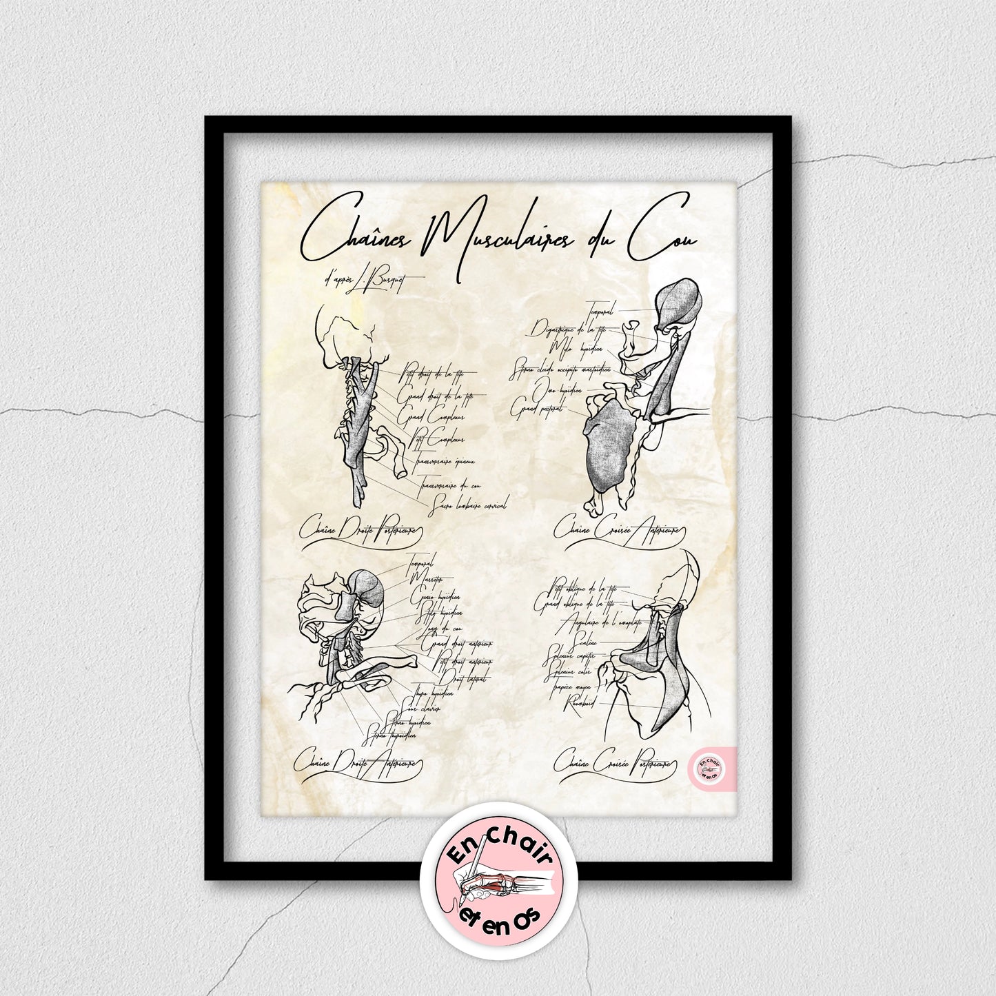 Planches anatomiques des muscles du cou En Chair et en Os décoration pour cabinet médical