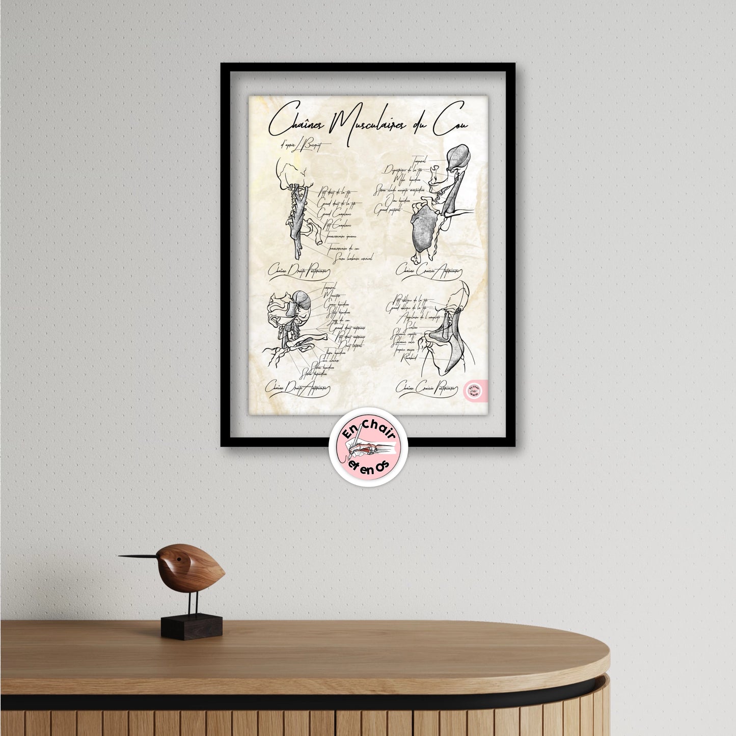 Planches anatomiques des muscles du cou En Chair et en Os décoration pour cabinet médical