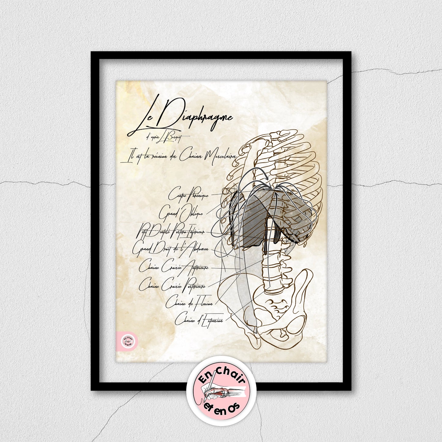 Planches anatomiques  du diaphragme thoracique En Chair et en Os décoration pour cabinet médical