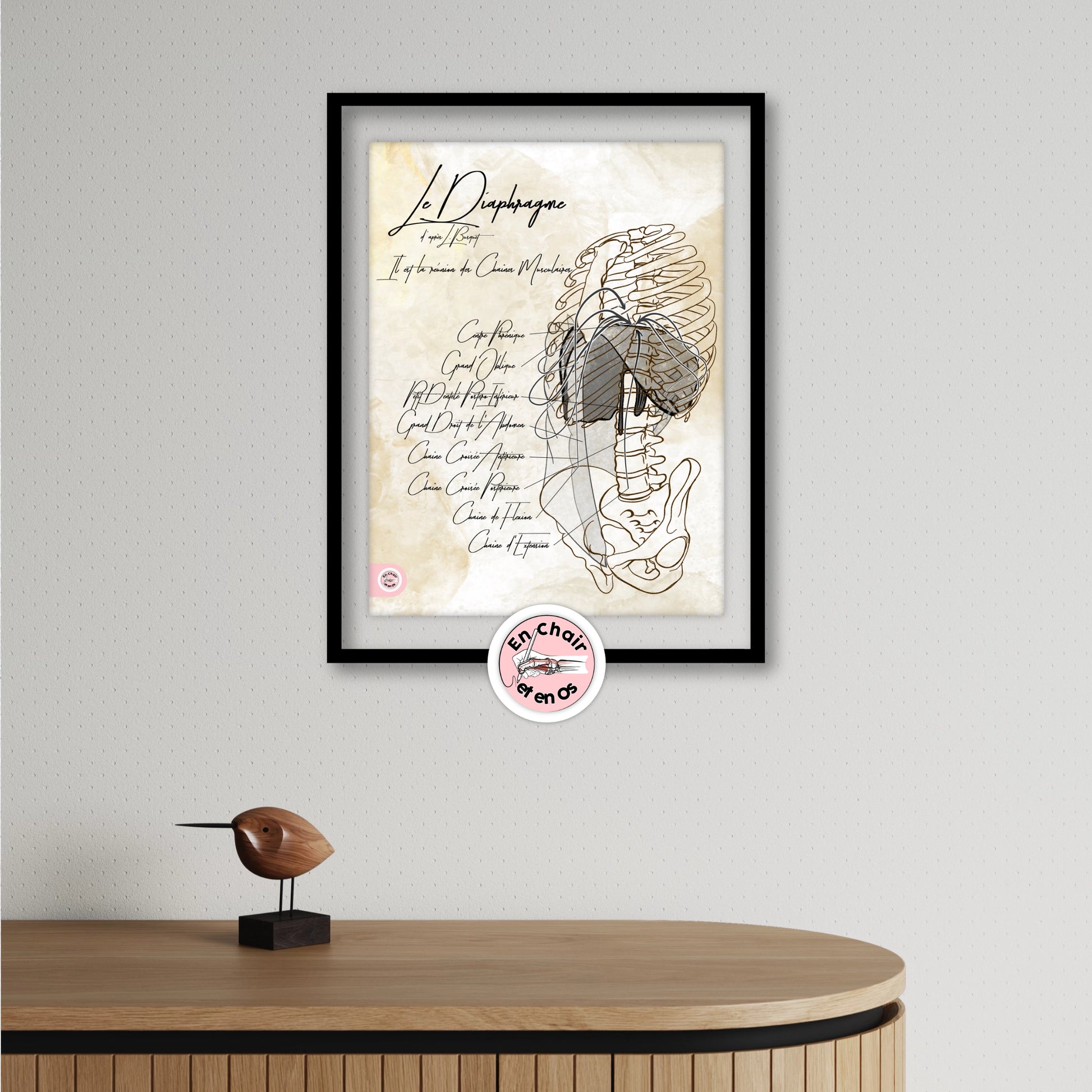 Planches anatomiques du diaphragme thoracique En Chair et en Os décoration pour cabinet médical