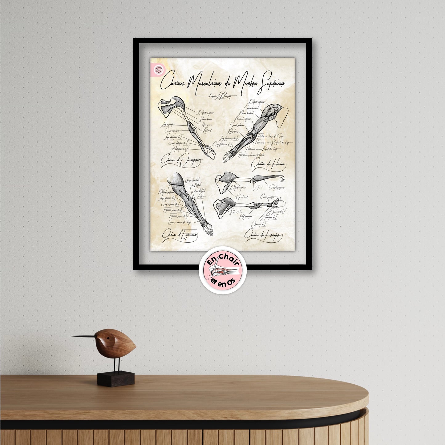 Planches anatomiques chaine musculaire membres supérieur - busquet En Chair et en Os décoration pour cabinet médical 