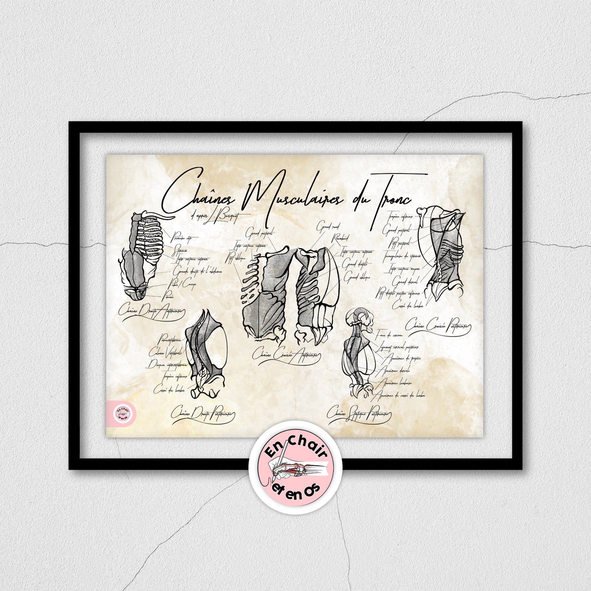 Planches anatomiques du tronc En Chair et en Os décoration pour cabinet médical