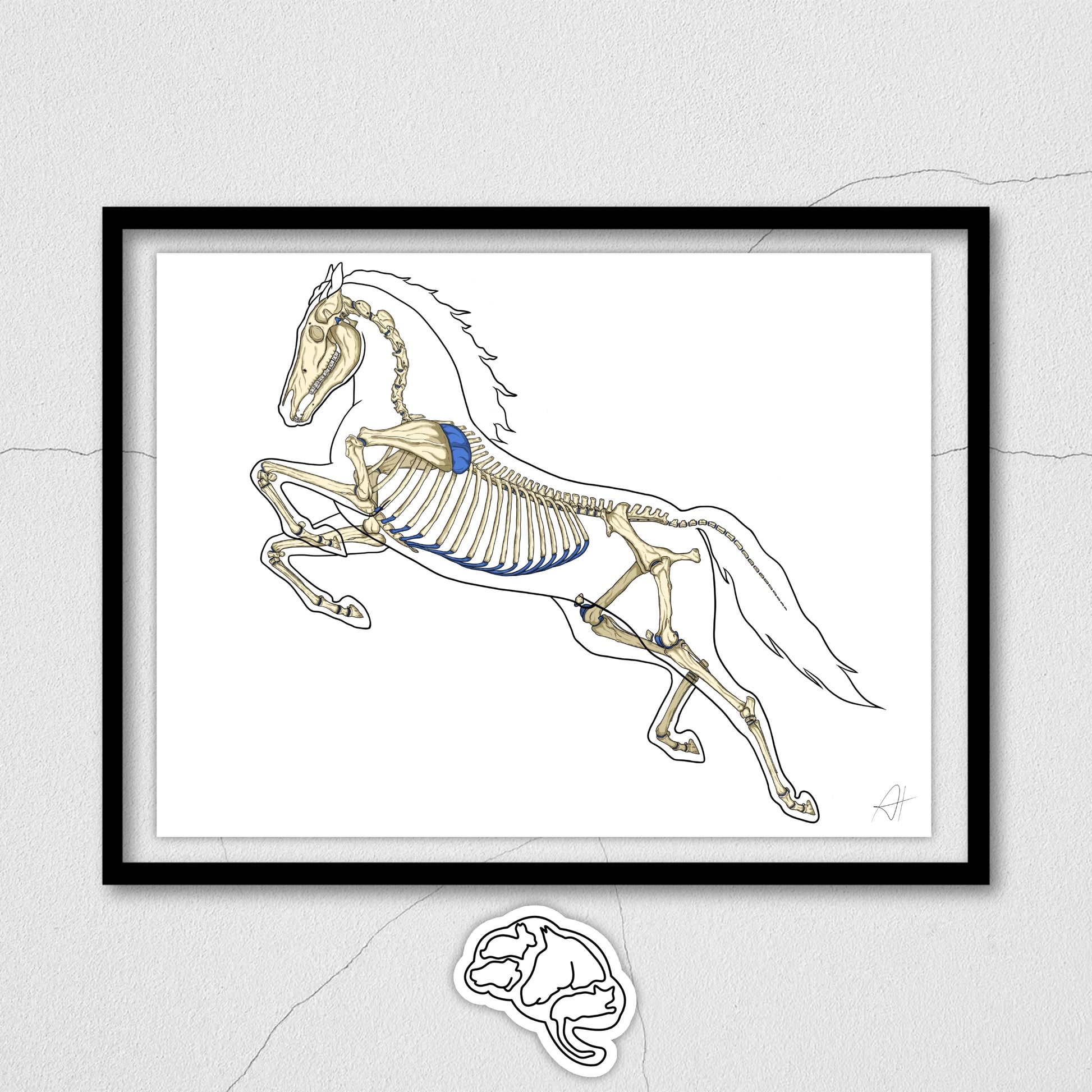Planches anatomiques du cheval En Chair et en Os décoration pour cabinet médical 