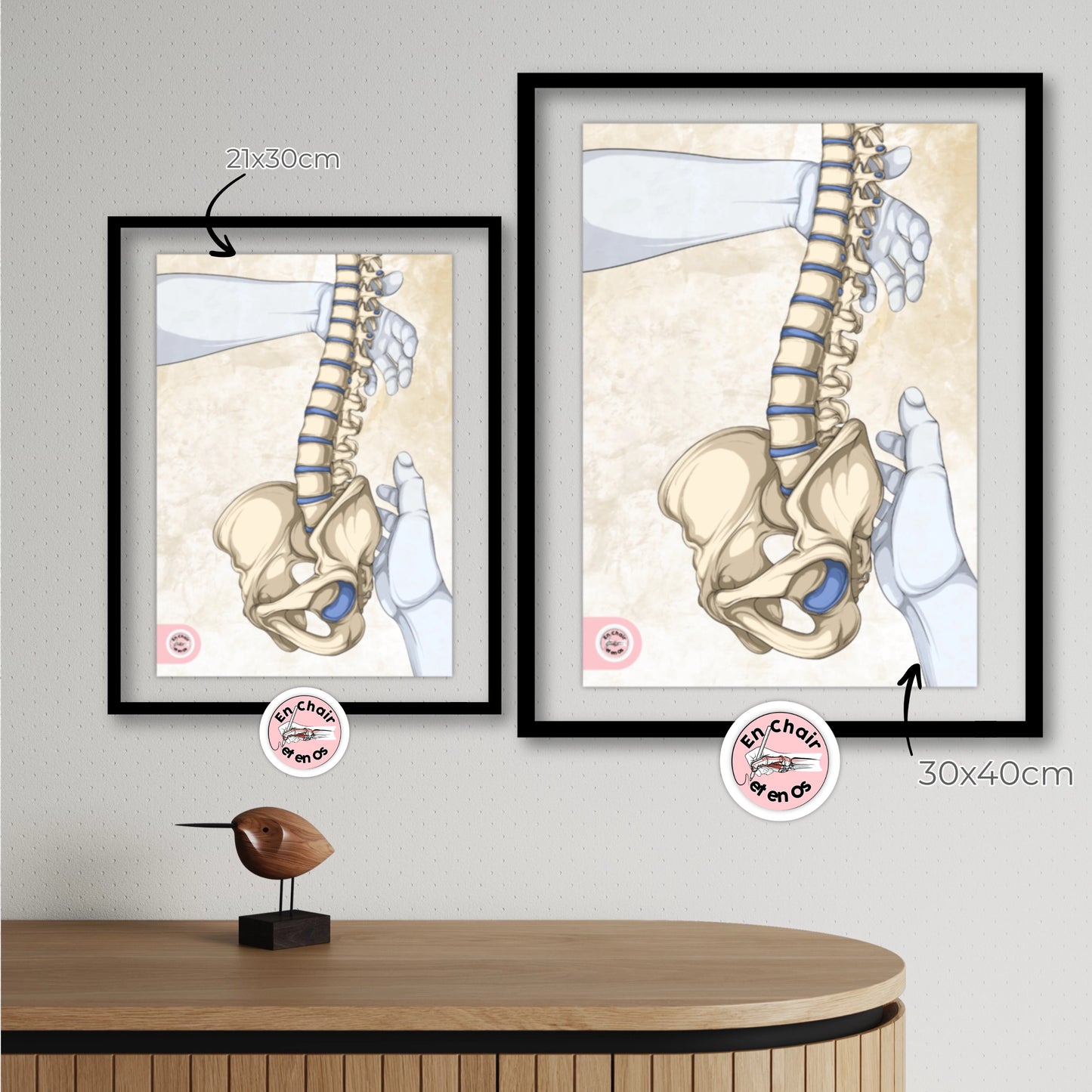 Planches anatomiques du bassin En Chair et en Os décoration pour cabinet médical 