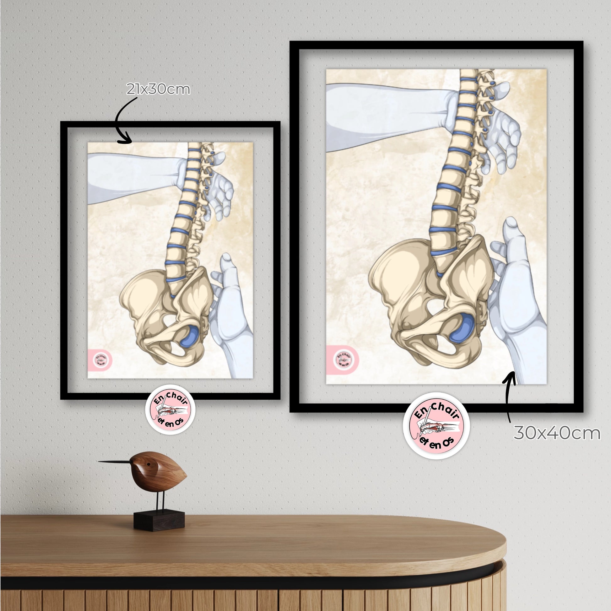 Planches anatomiques du bassin En Chair et en Os décoration pour cabinet médical 