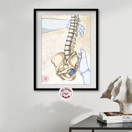 Planches anatomiques du bassin En Chair et en Os décoration pour cabinet médical 