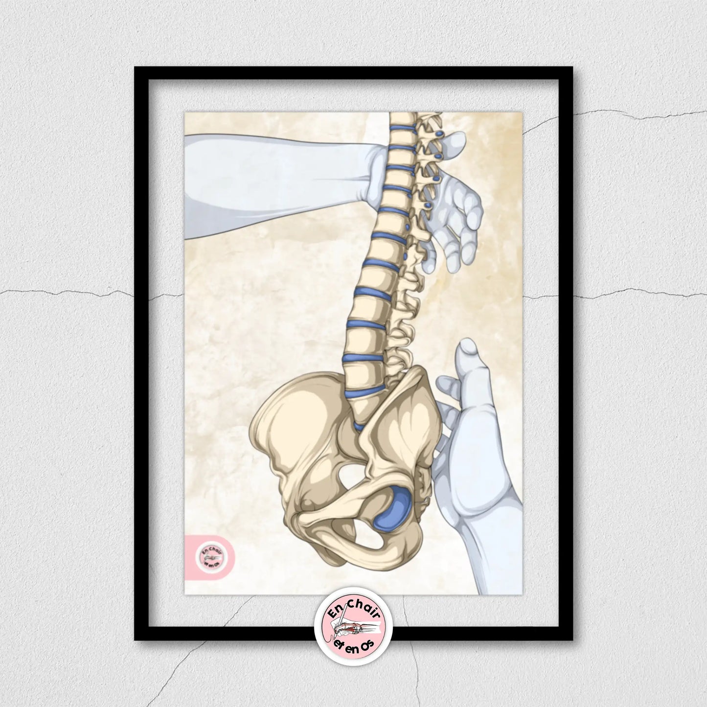 Planches anatomiques du bassin En Chair et en Os décoration pour cabinet médical 