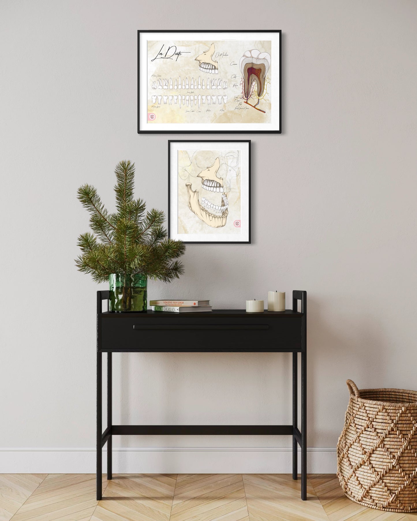 anatomie des dents et de la machöire En Chair et en Os