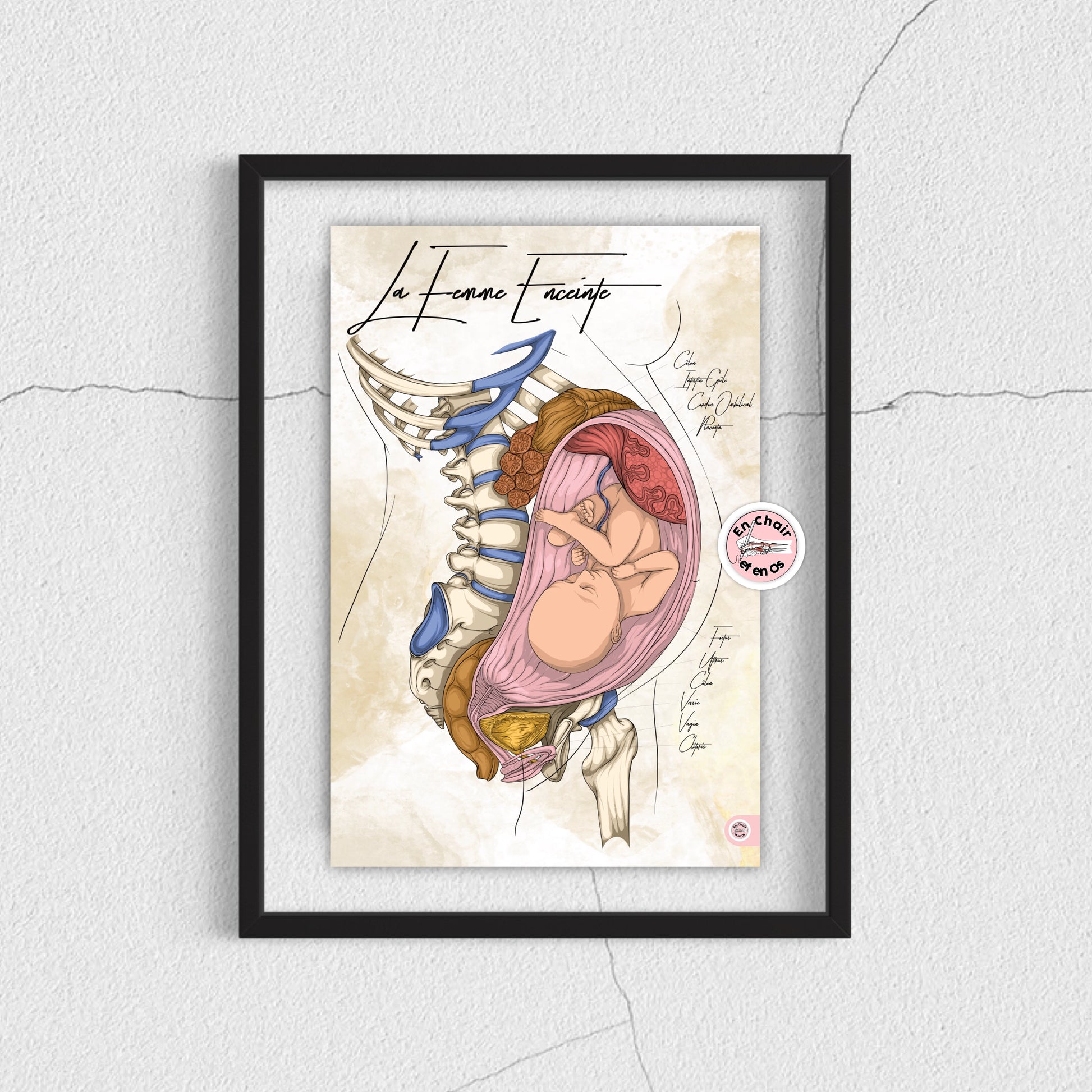 Planche anatomique de la femme enceinte En Chair et en Os décoration pour cabinet médical