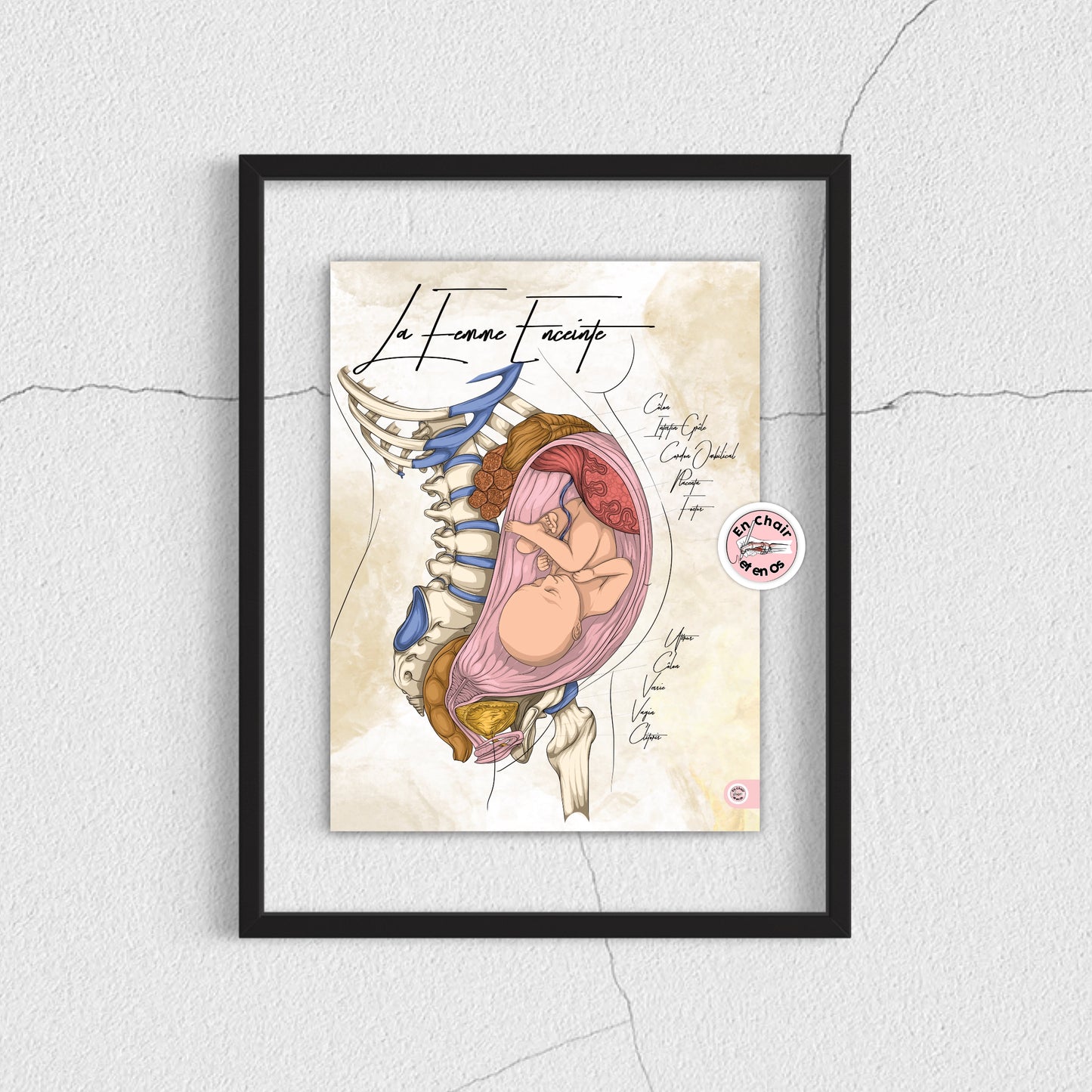 Planche anatomique de la femme enceinte En Chair et en Os décoration pour cabinet médical