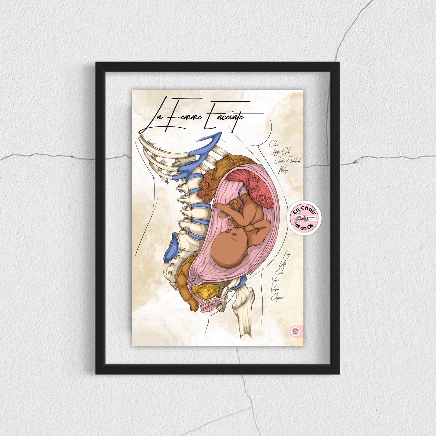 Planche anatomique de la femme enceinte En Chair et en Os décoration pour cabinet médical