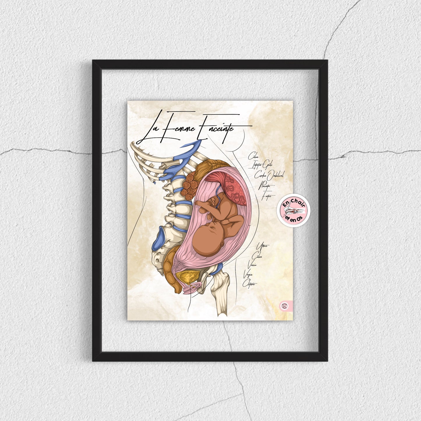 Planche anatomique de la femme enceinte En Chair et en Os décoration pour cabinet médical