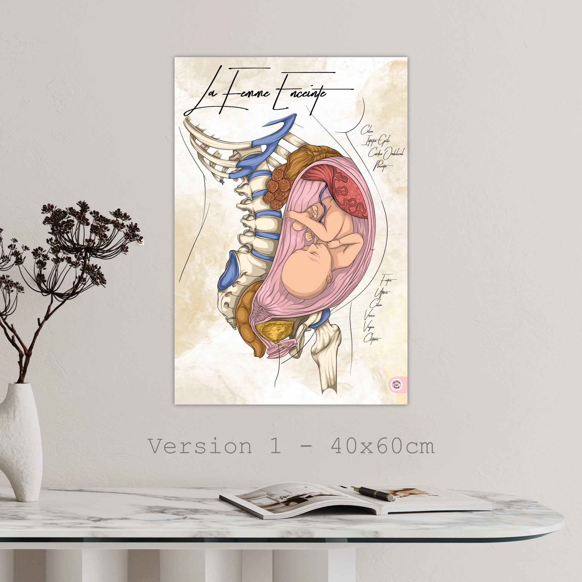 Planche anatomique de la femme enceinte En Chair et en Os décoration pour cabinet médical