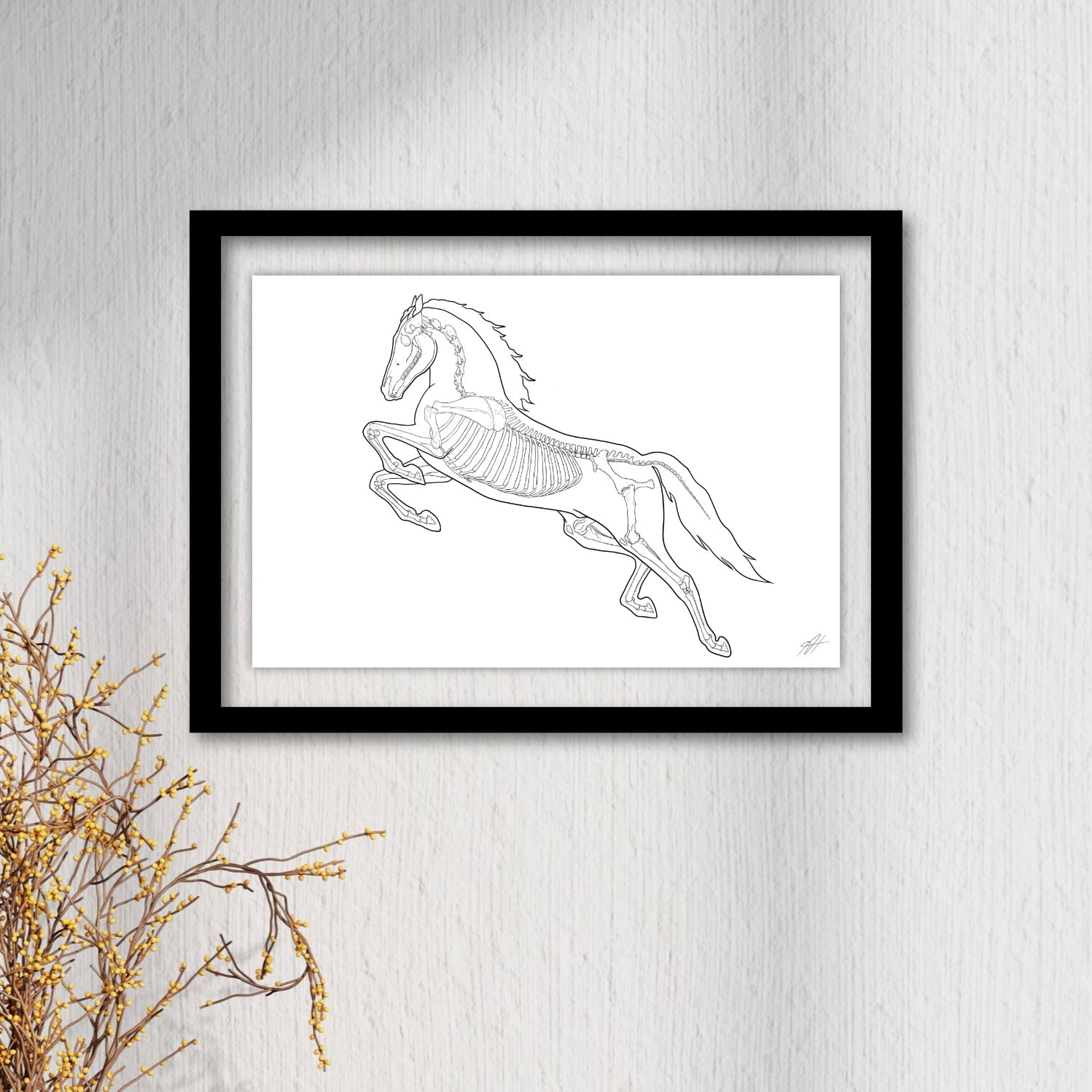 Planche anatomique du cheval En Chair et en Os décoration pour cabinet médical