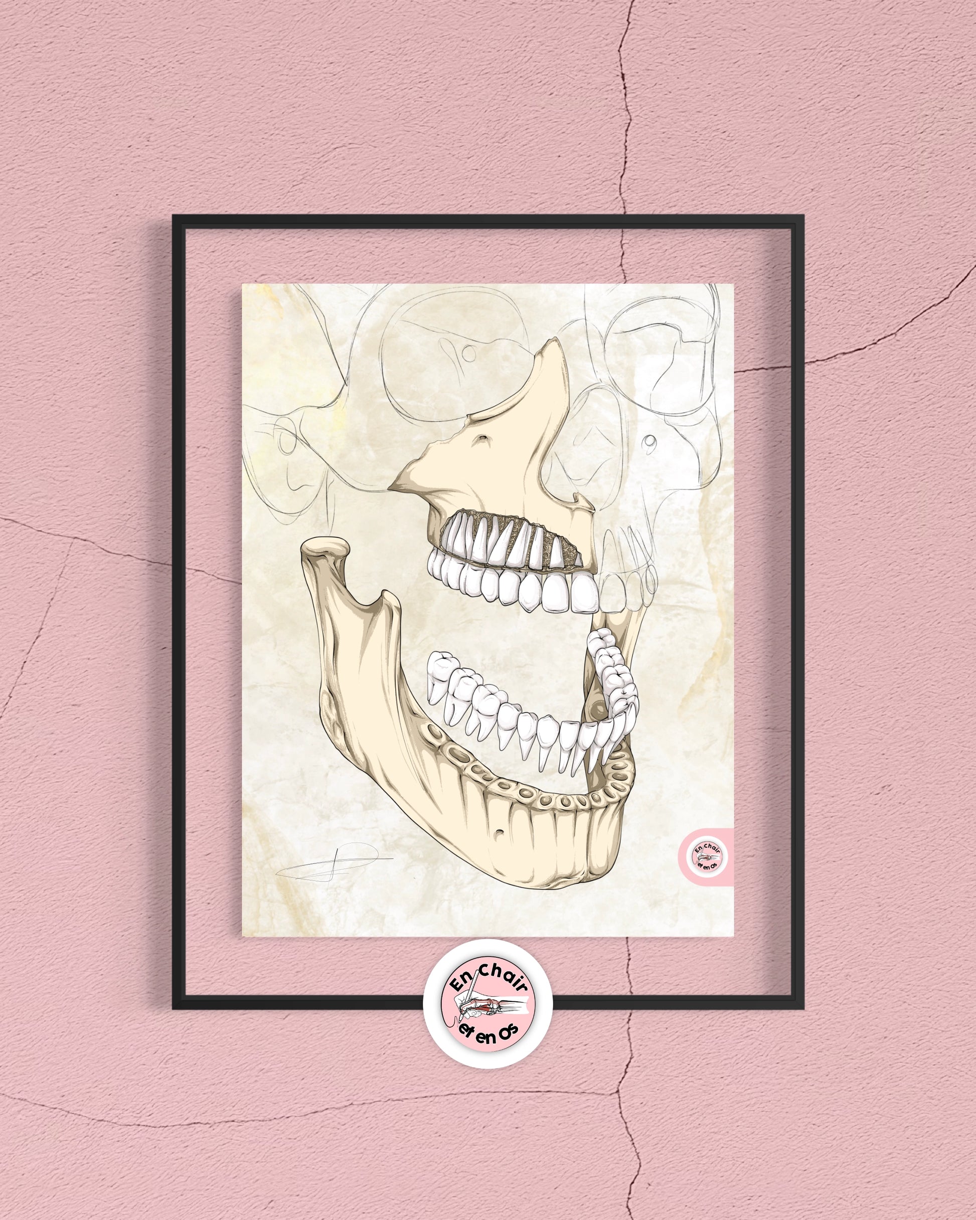 anatomie des dents et de la machöire En Chair et en Os