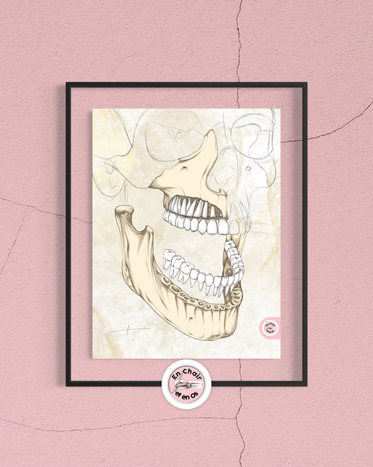 anatomie des dents et de la machöire En Chair et en Os