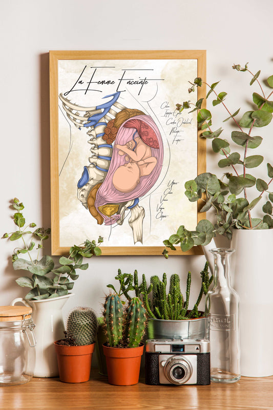 Planches anatomiques de la femme enceinte En Chair et en Os décoration pour cabinet médical