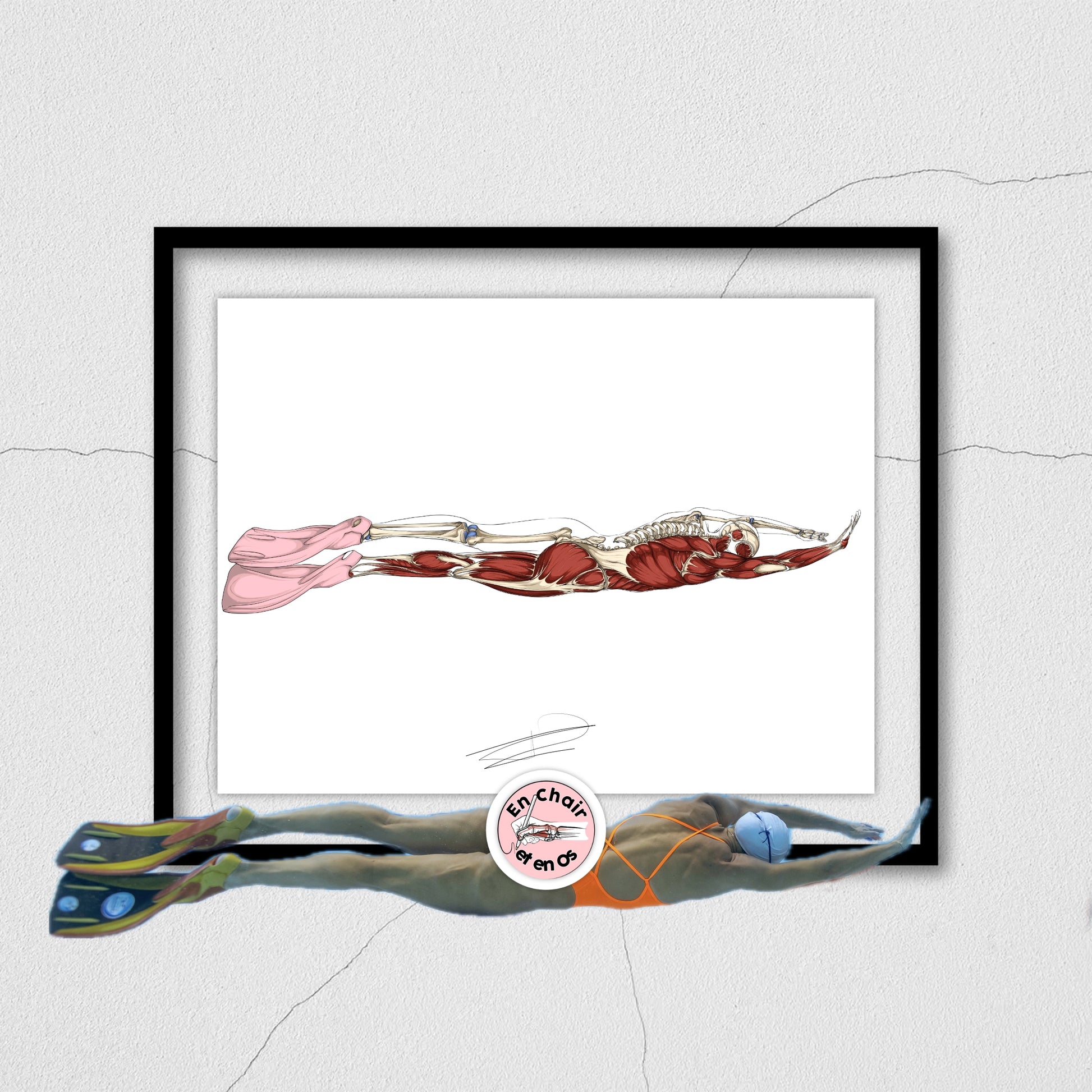 Planche anatomique natation