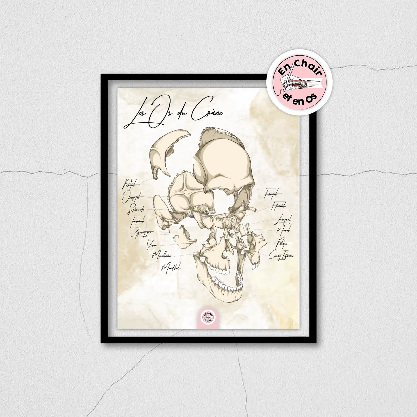 Planche anatomique os du crâne 