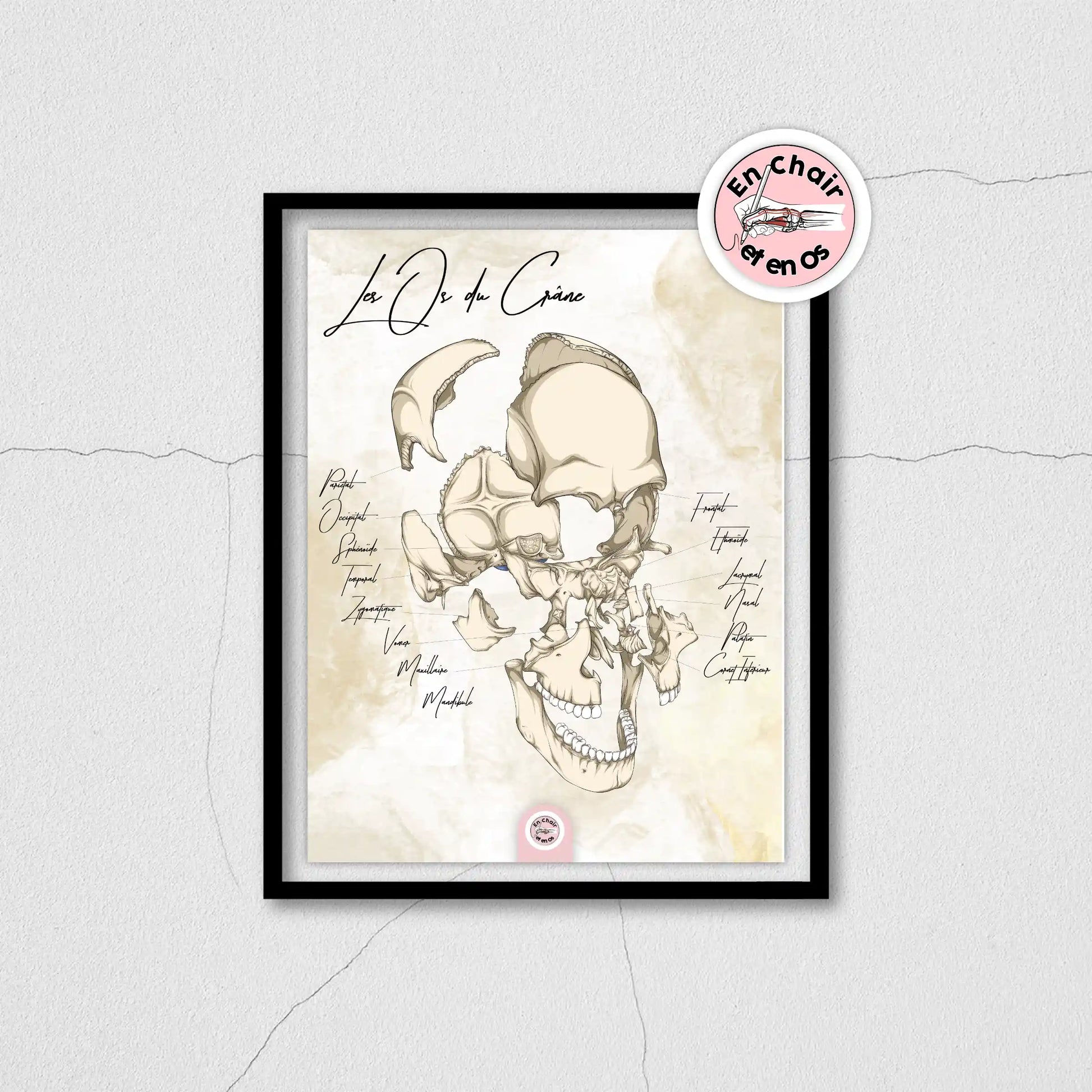 Planche anatomique os du crâne 