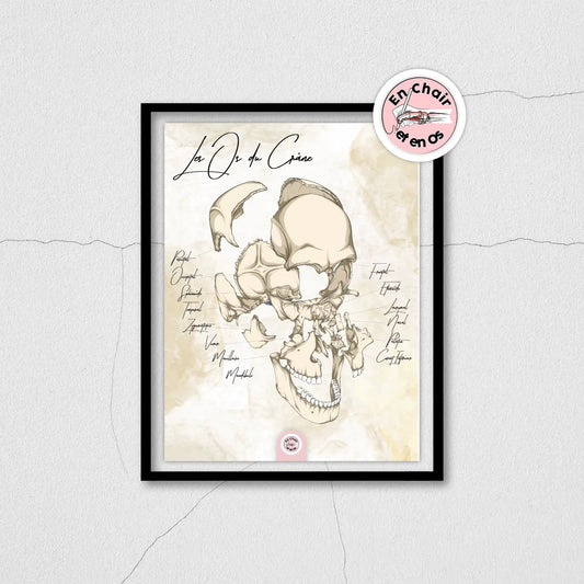 Planche anatomique os du crâne 