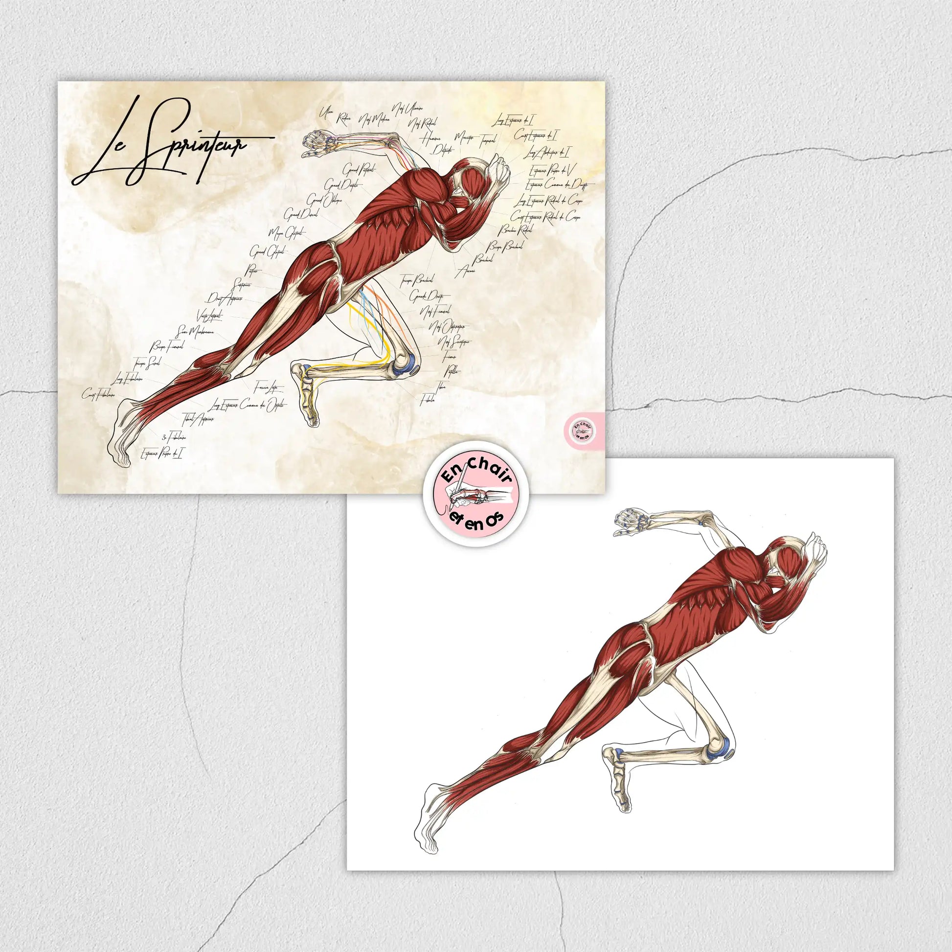 Planche anatomique du sprinteur En Chair et en Os décoration pour cabinet médical