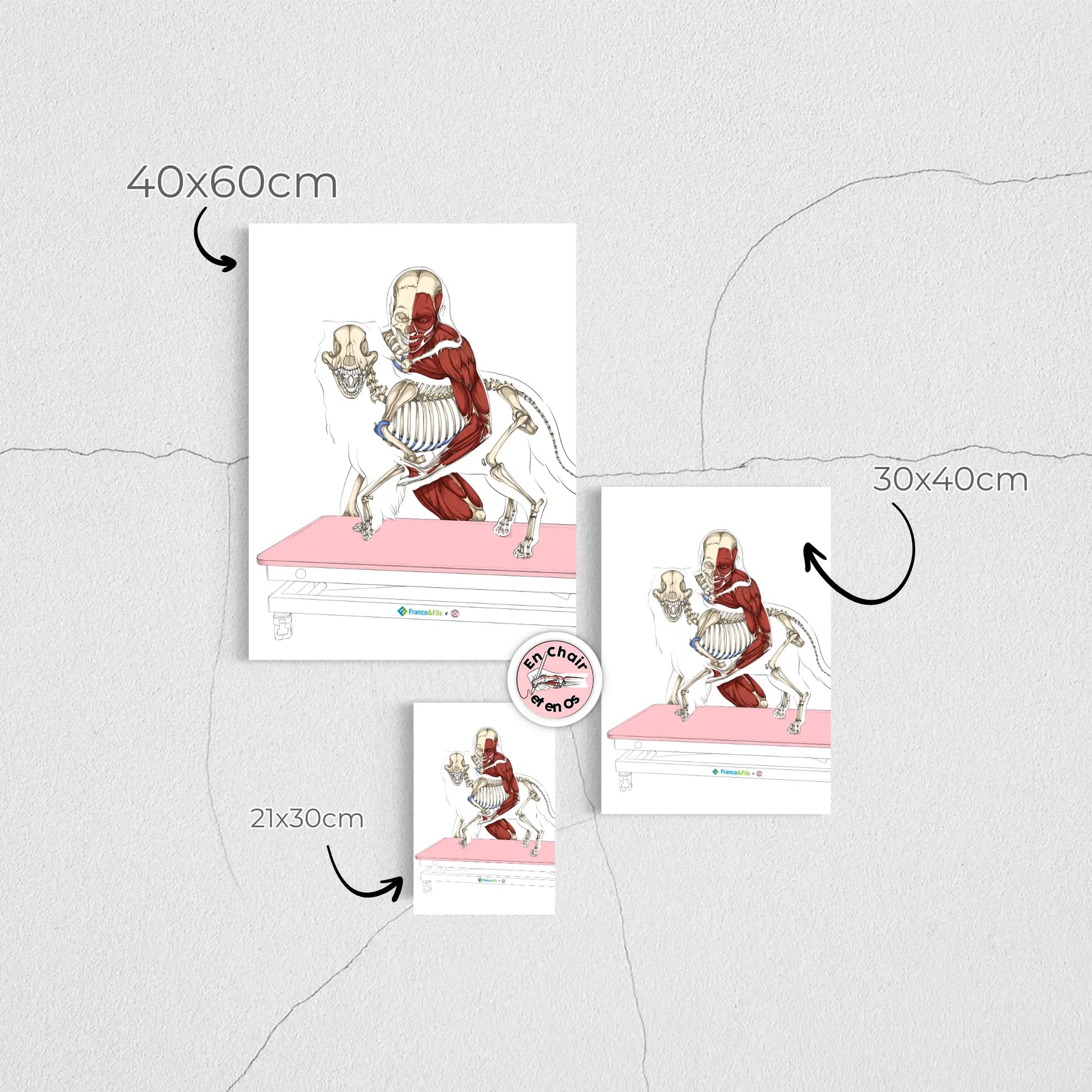 Planche anatomique des os du chien