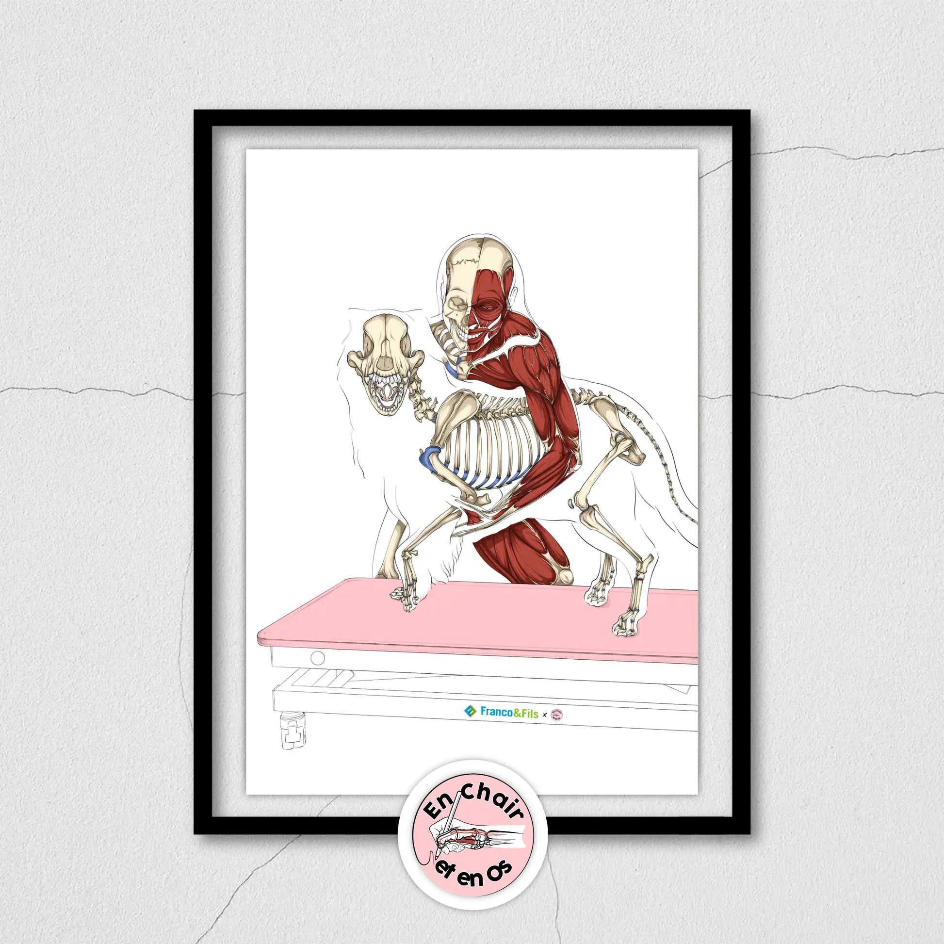 Planche anatomique des os du chien