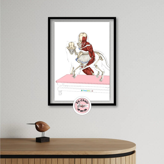 Planche anatomique des os du chien