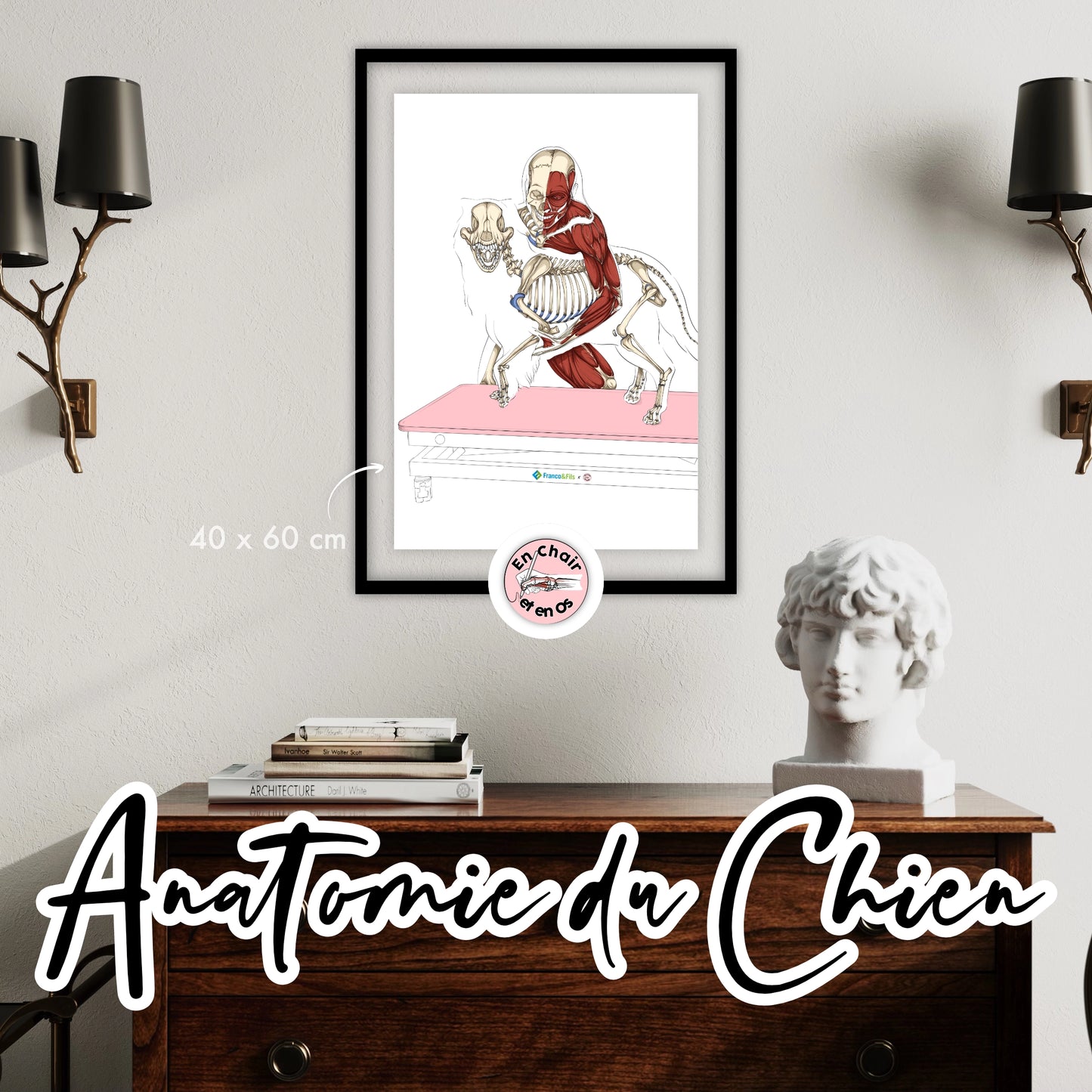 Planche anatomique des os du chien