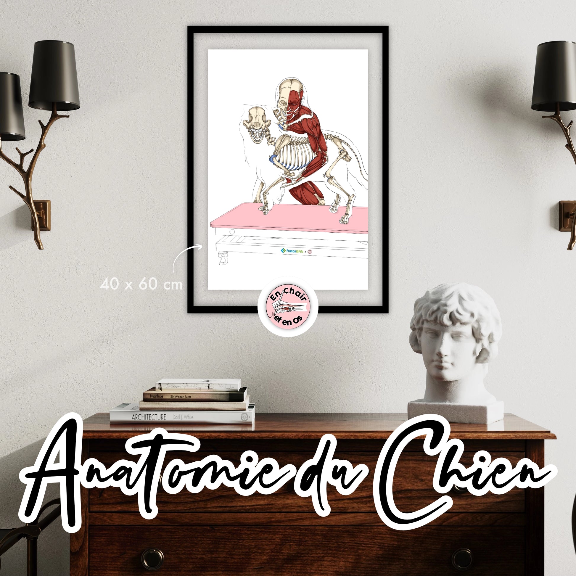 Planche anatomique des os du chien