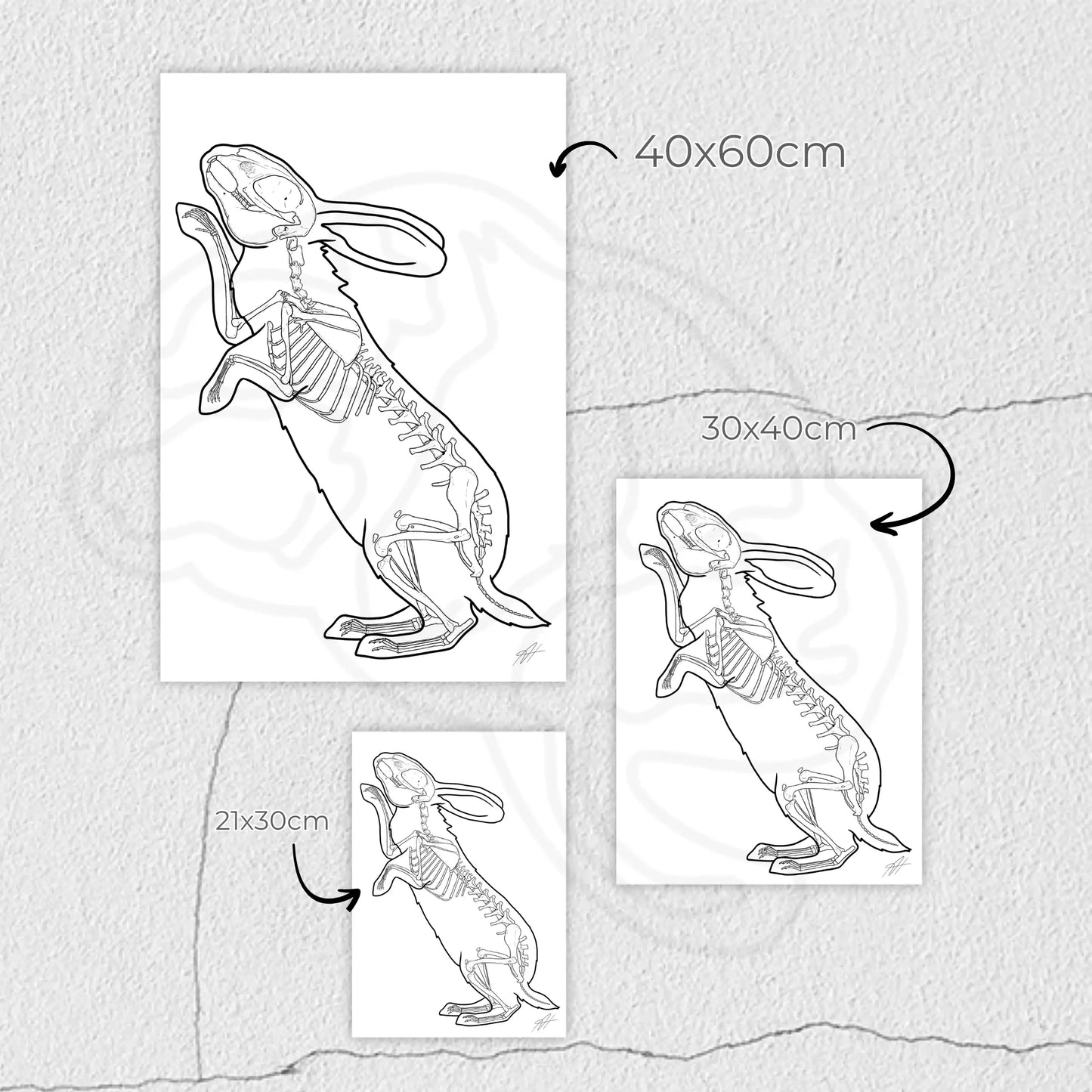 Planche anatomique du lapin Animalinterest décoration pour cabinet de vétérinaire