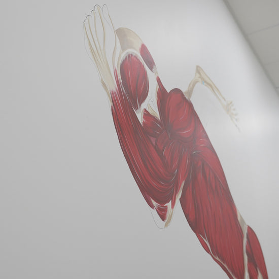 Fresque anatomique du sprinteur En Chair et en Os décoration pour cabinet médical