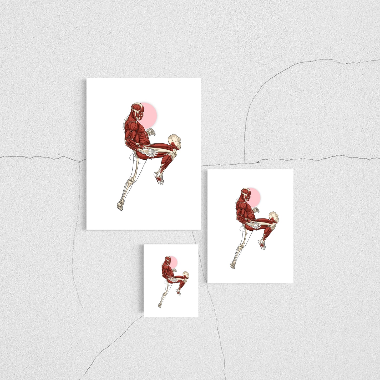 Planche anatomique du MMA En Chair et en Os décoration pour cabinet médical