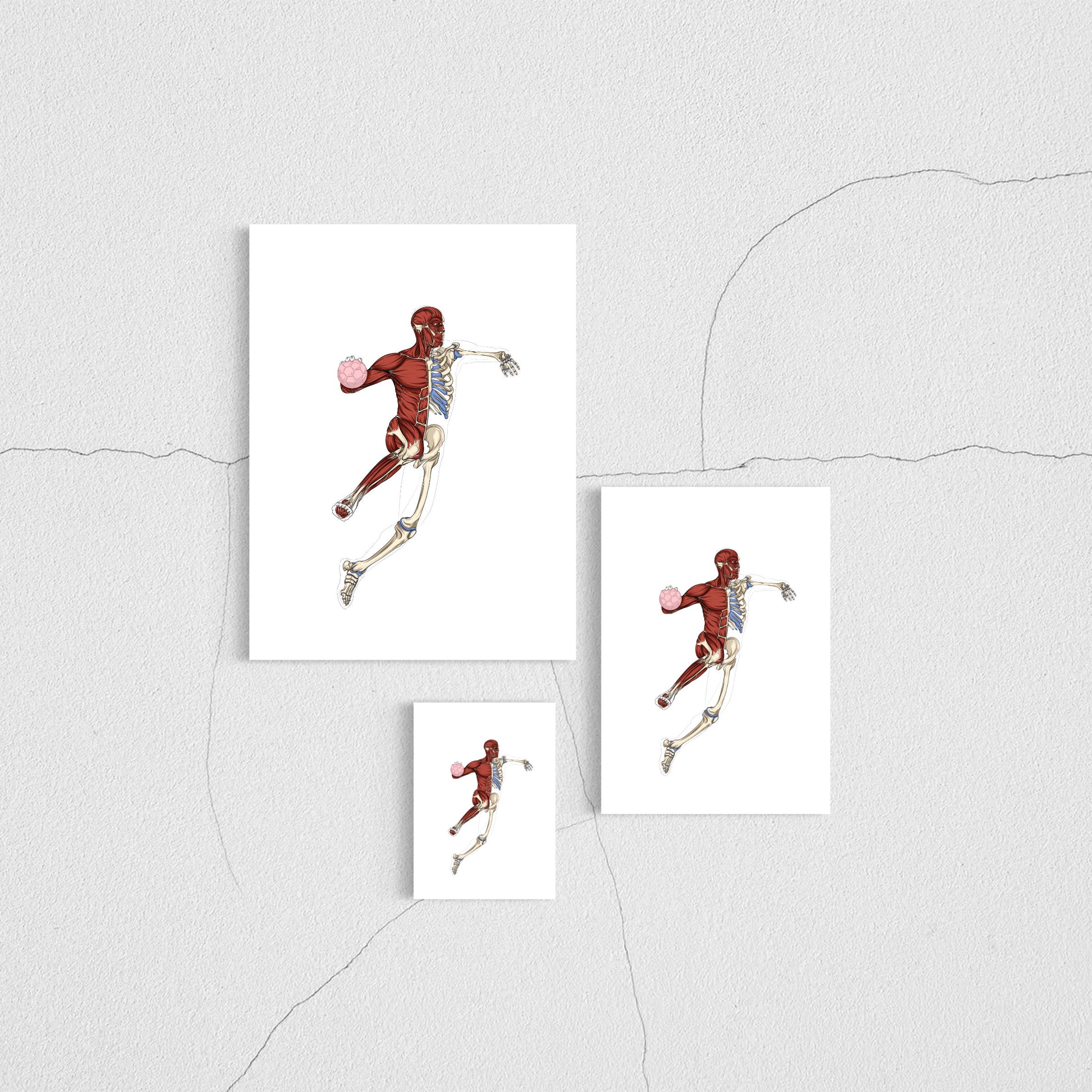 Planche anatomique du handball En Chair et en Os décoration pour cabinet médical