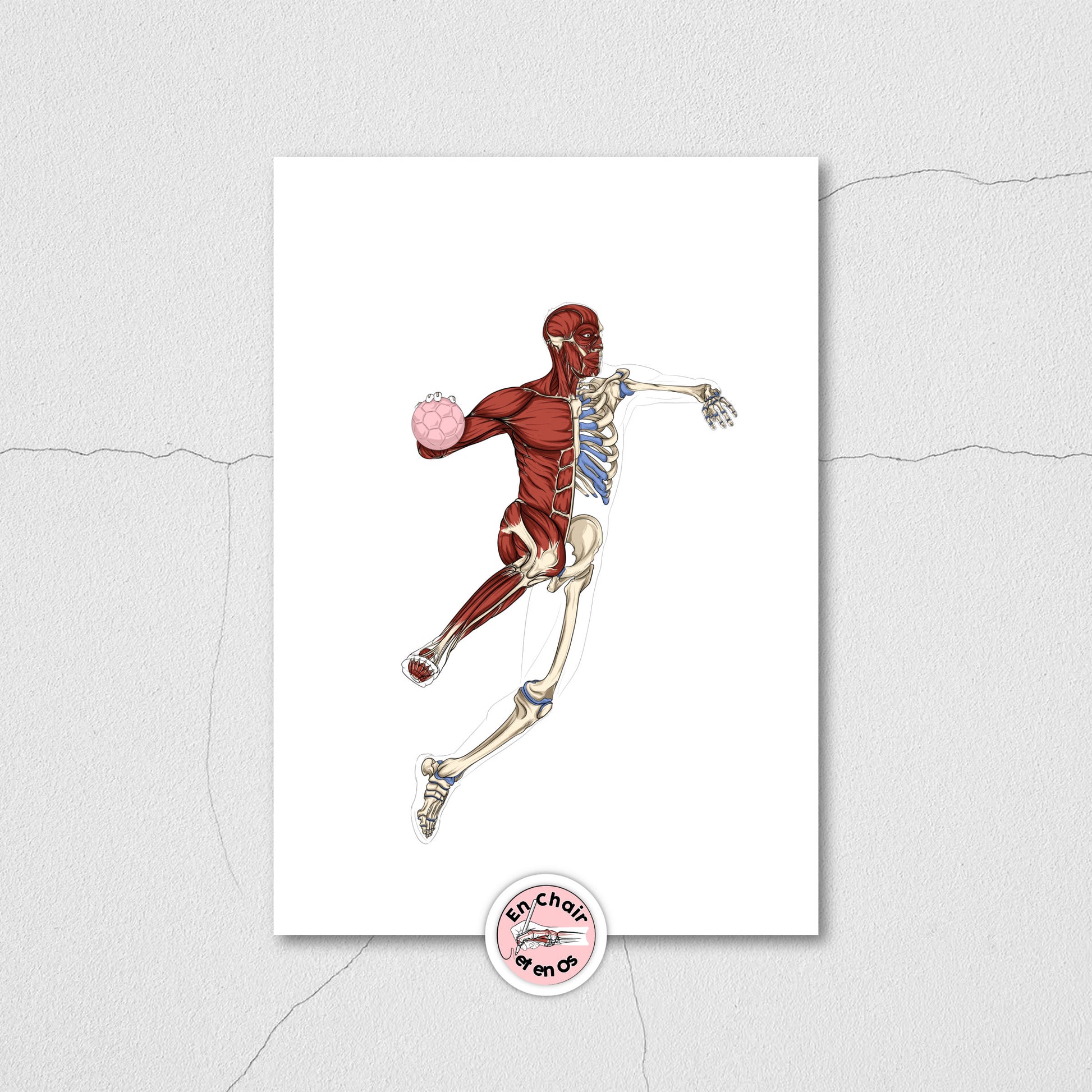Planche anatomique du handball En Chair et en Os décoration pour cabinet médical