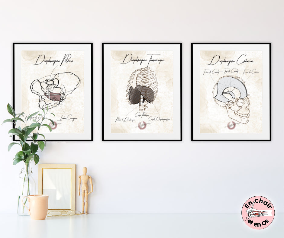 Planche anatomique du diaphragme crânien diaphragme thoracique diaphragme pelvien En Chair et en Os décoration pour cabinet médical