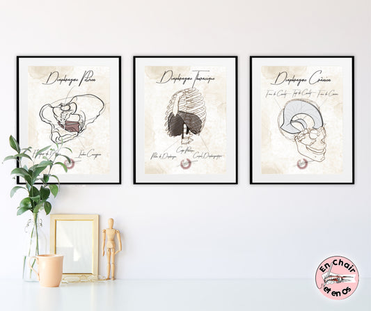 Planche anatomique du diaphragme crânien diaphragme thoracique diaphragme pelvien En Chair et en Os décoration pour cabinet médical