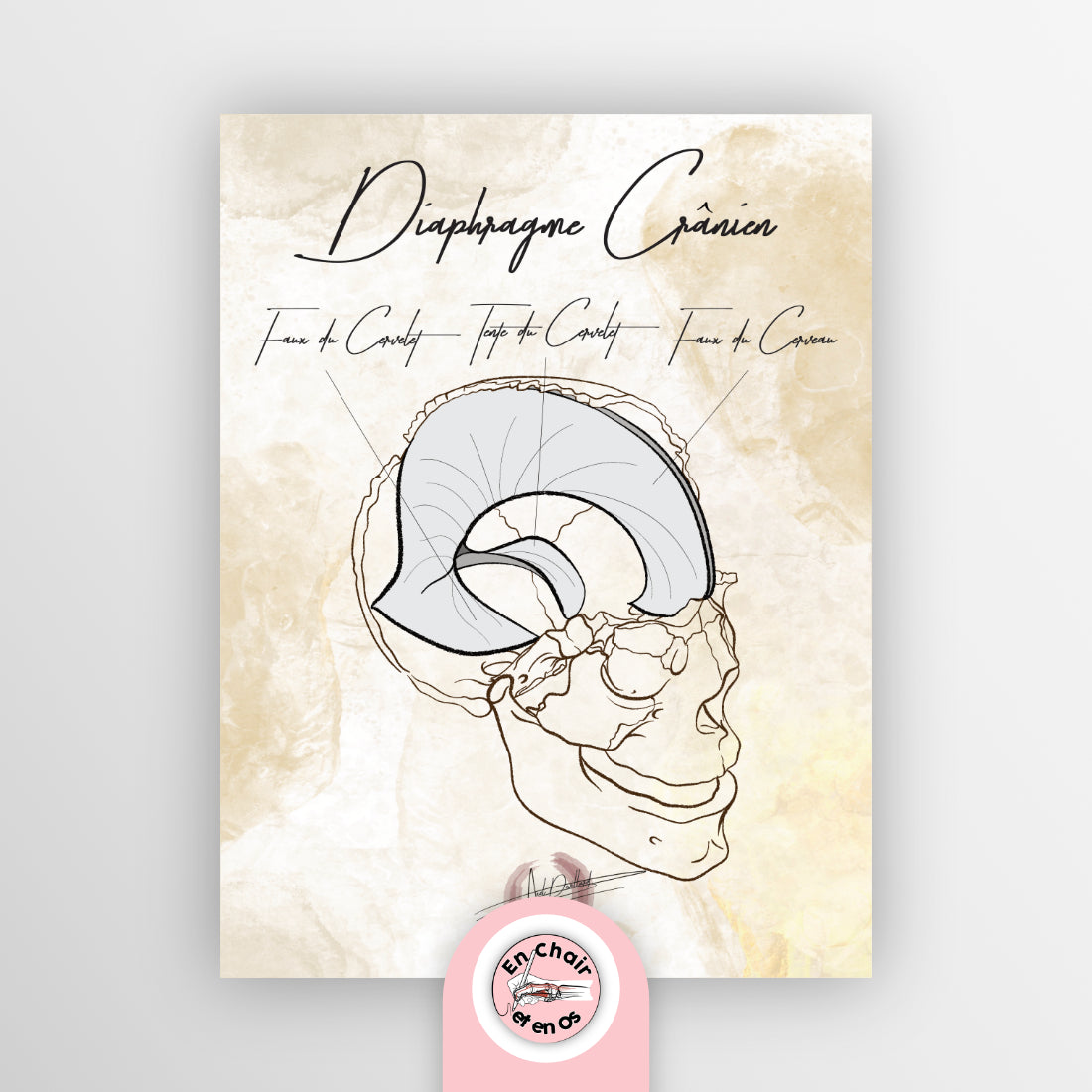 planche anatomique faux du cerveau En Chair et en Os décoration pour cabinet médical