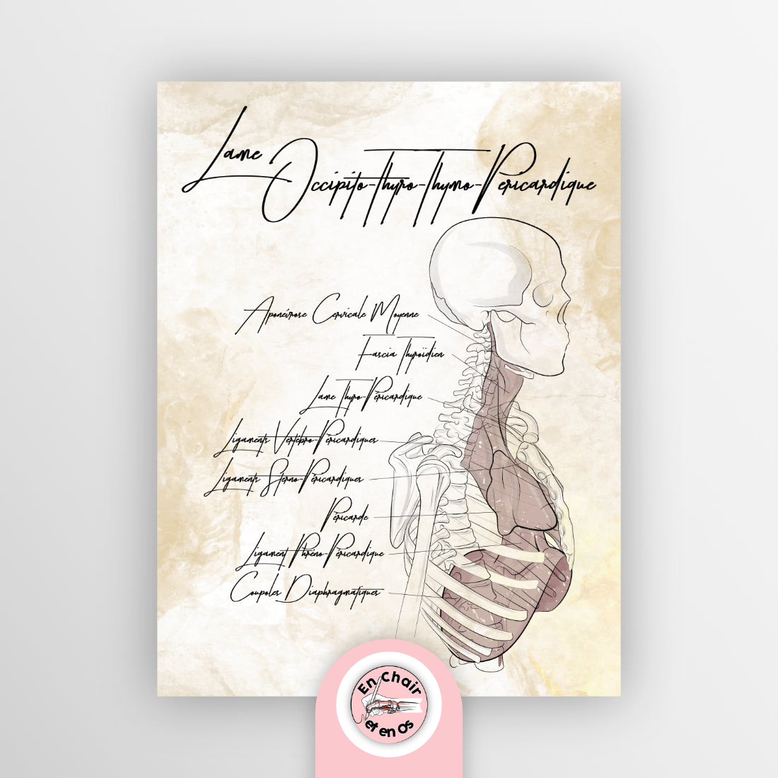 Planche anatomique fascia cervical - lame OTTP - En Chair et en Os décoration pour cabinet médical