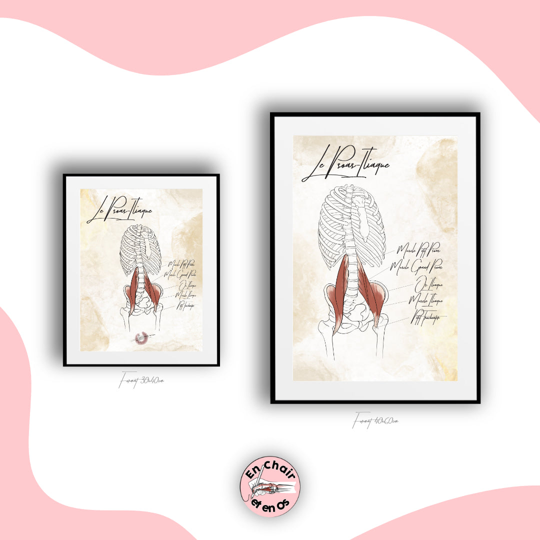 Planche anatomique psoas iliaque En Chair et en Os décoration pour cabinet médical