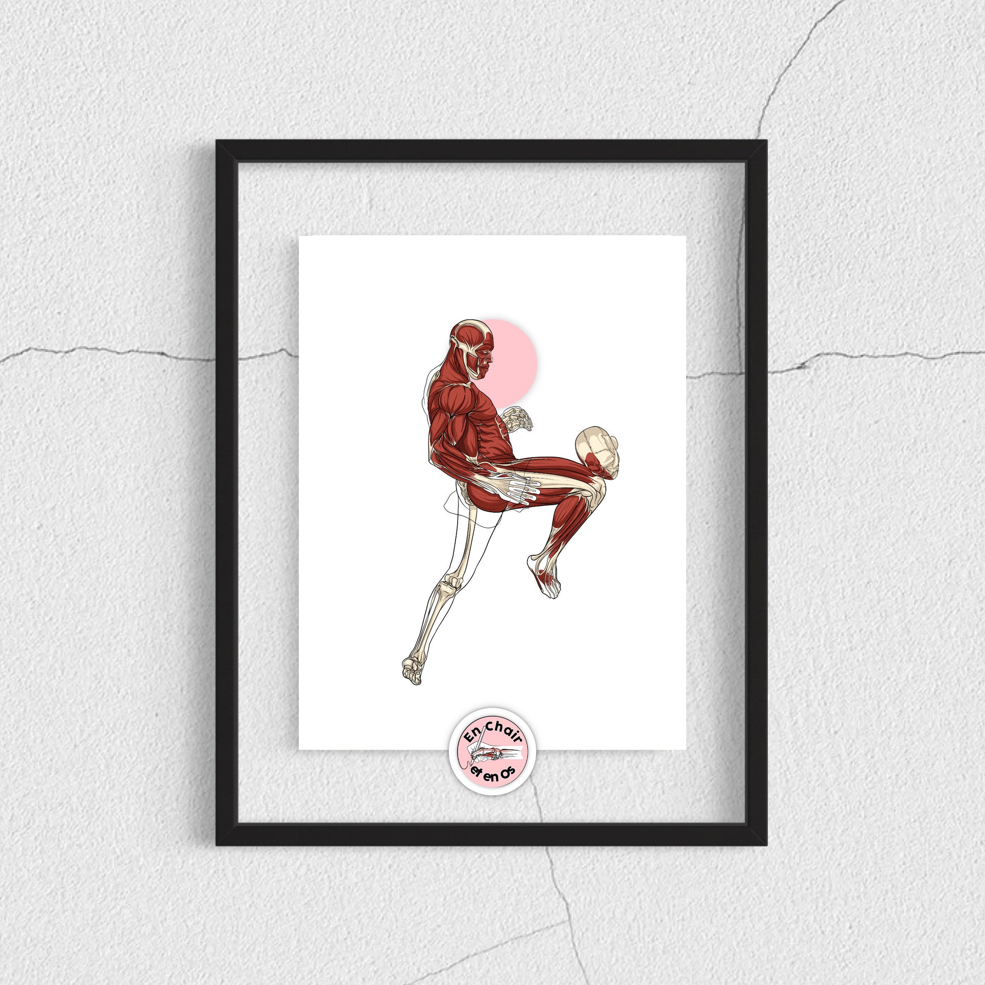 Planche anatomique du MMA En Chair et en Os décoration pour cabinet médical