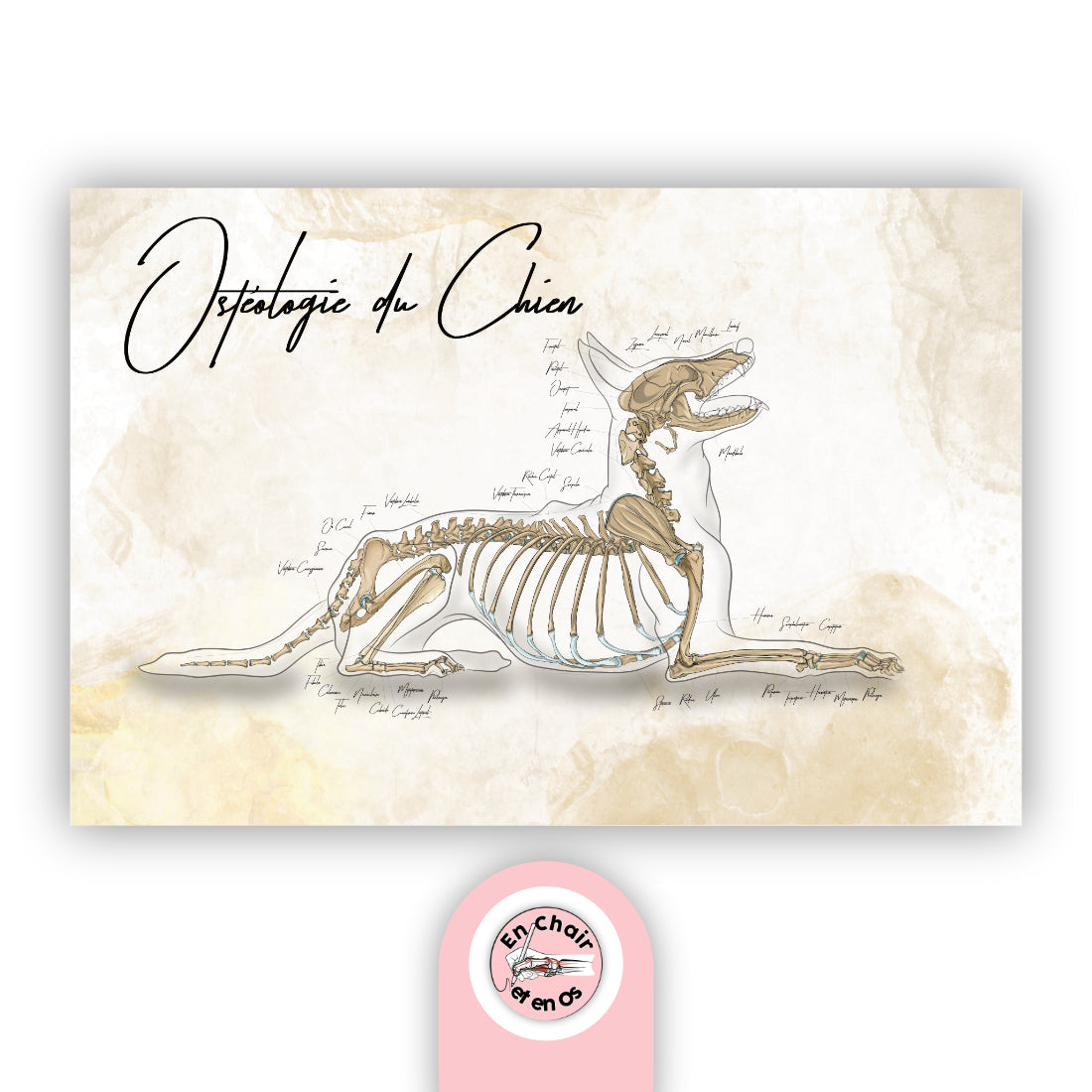 Planche Anatomique des os du chien En Chair et en Os décoration pour cabinet de vétérinaire