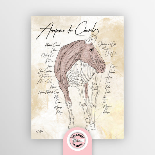 planche anatomique anatomie cheval En Chair et en Os décoration pour cabinet de vétérinaire